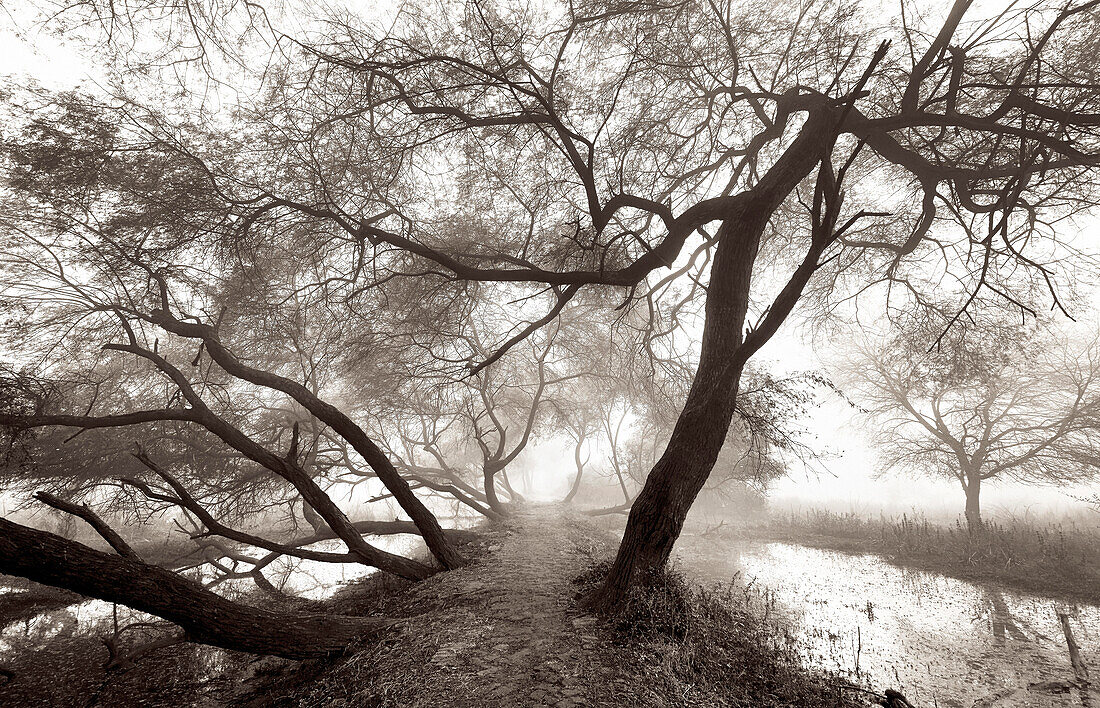 Bharatpur Bird Sanctuary, Rajasthan, Indien