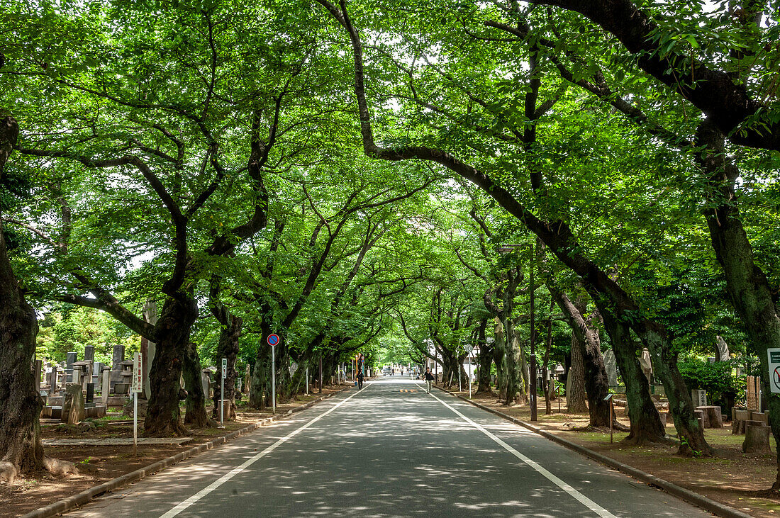 Straßenbäume in Tokio, Japan