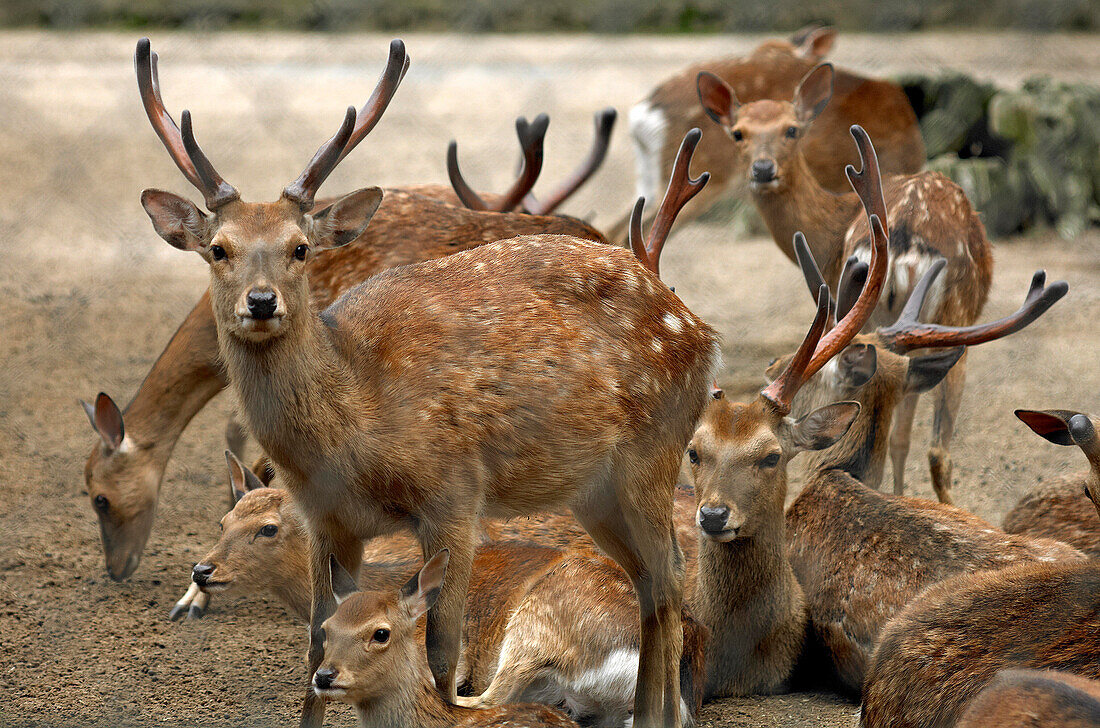 Kashima Jingu einheimischer Hirsch, Kashima, Japan. Kashima setzt sich zusammen aus Shima