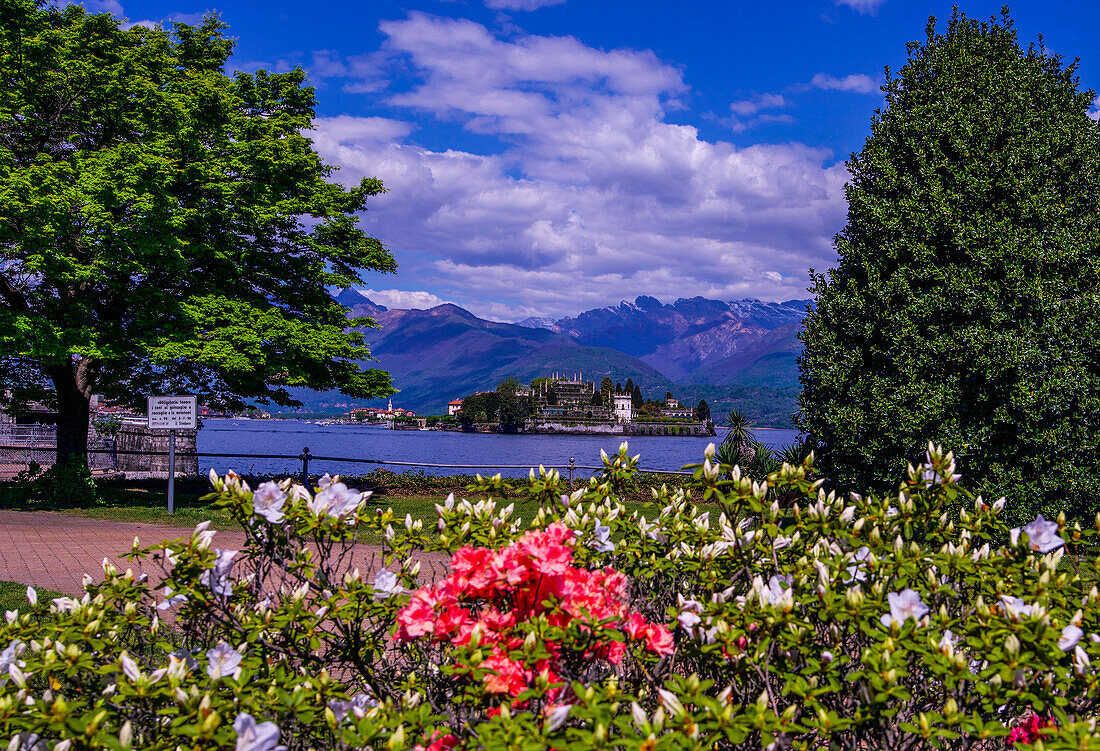 Azaleas on the lakeside promenade in Stresa and view to Isola Bella, Lake Maggiore, Piedmont, Italy