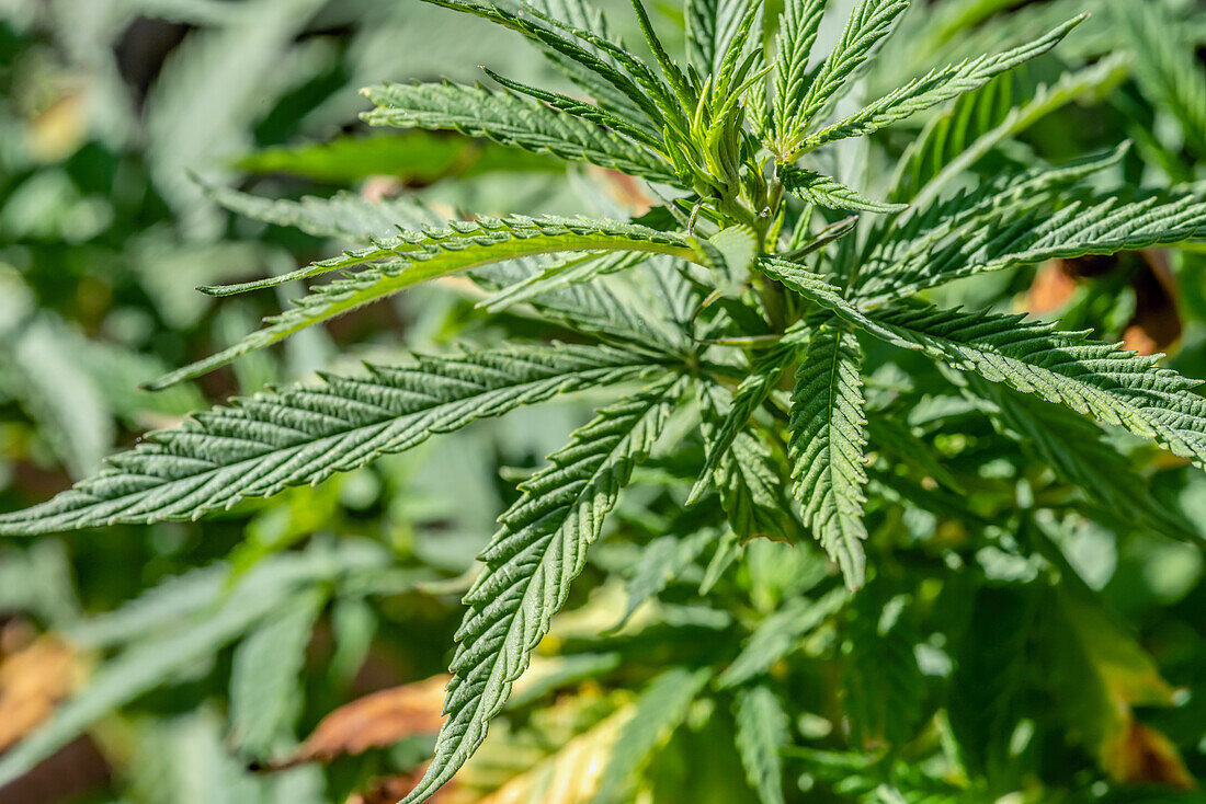 Close up of a Cannabis ruderalis plant
