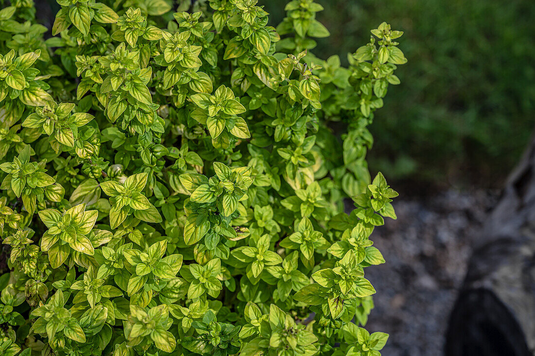 French Oregano Plant (Origanum Onites)