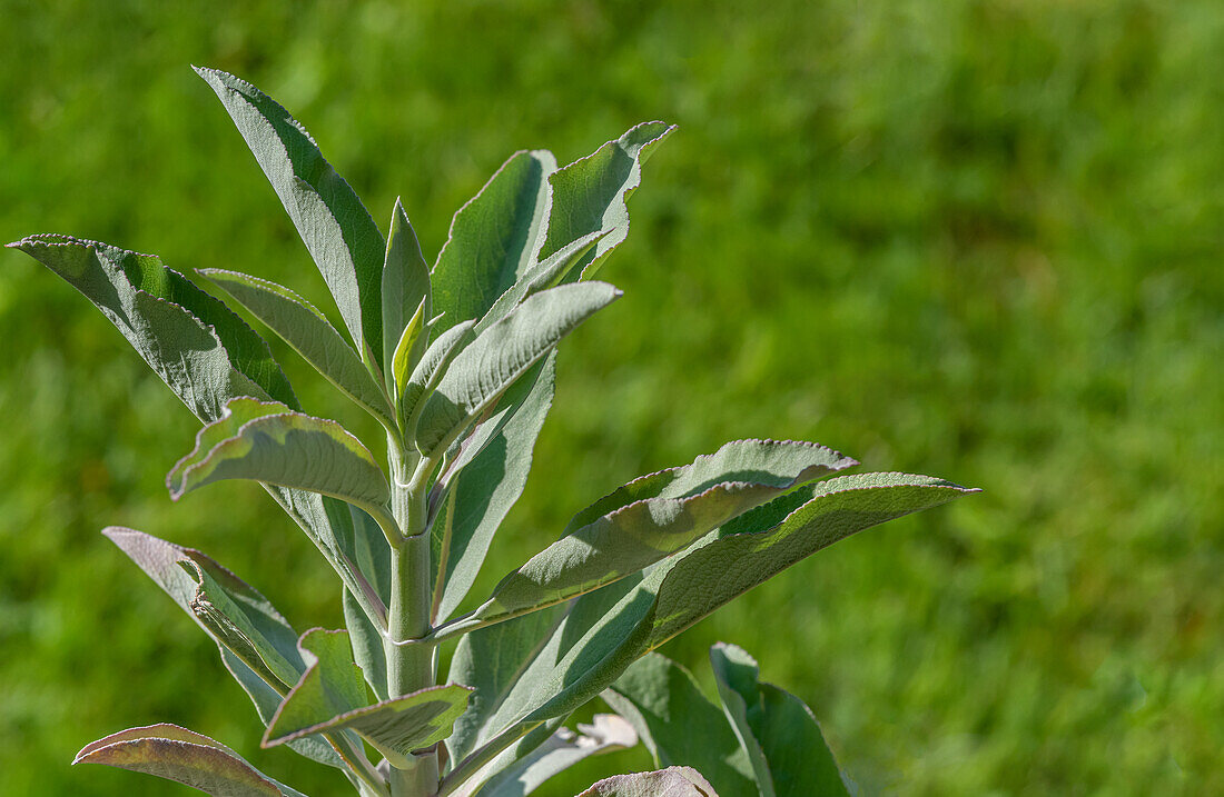 Weißer Salbei (Salvia Apiara), Pflanze