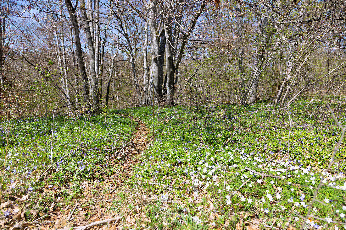 Forest and hiking trail with flowering wood anemone and squill at Rauhen Stein, Upper Danube Nature Park in the Swabian Jura, Baden-Württemberg, Germany