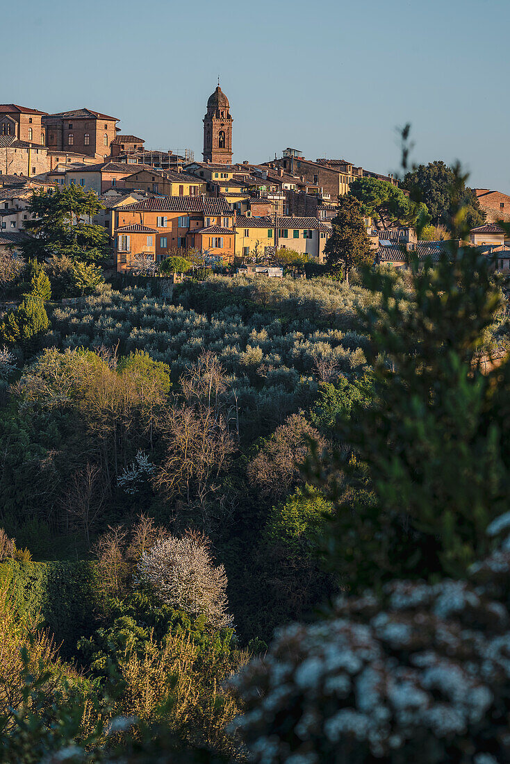 Blick auf Altstadt mit blühenden Bäumen im Vordergrund, Siena, Toskana, Italien, Europa