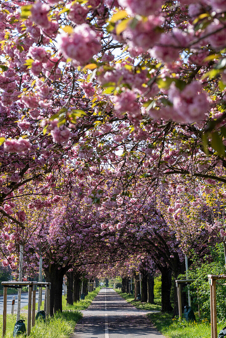 Japanese cherry blossoms, Japanese ornamental cherries, Magdeburg, Saxony-Anhalt, Germany