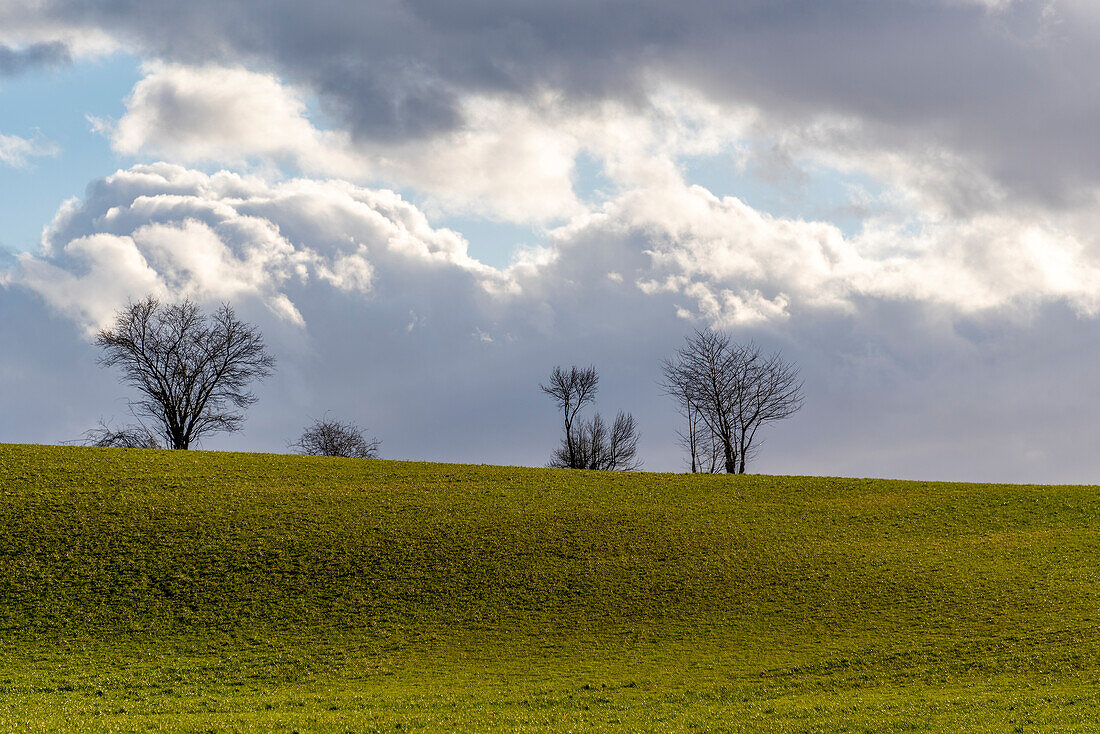 Cumulus clouds after the storm, trees, field, Pfaffendorf, Saxony, Germany