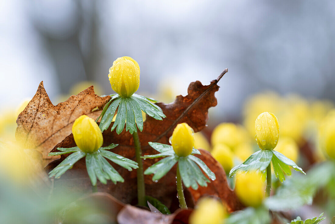 Winterlings with raindrops, heralds of spring, Magdeburg, Saxony-Anhalt, Germany