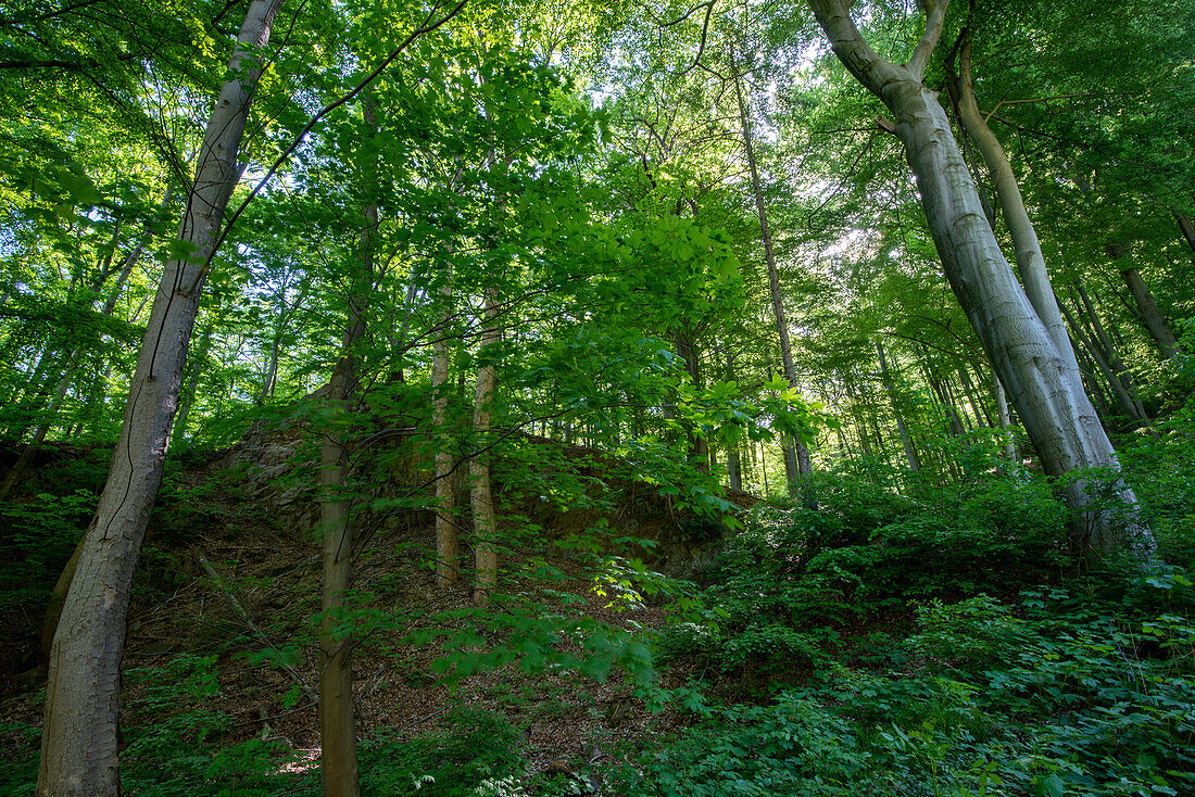 Laubwald mit Buchen und Ahornbäumen, Wernigerode, Sachsen-Anhalt, Deutschland