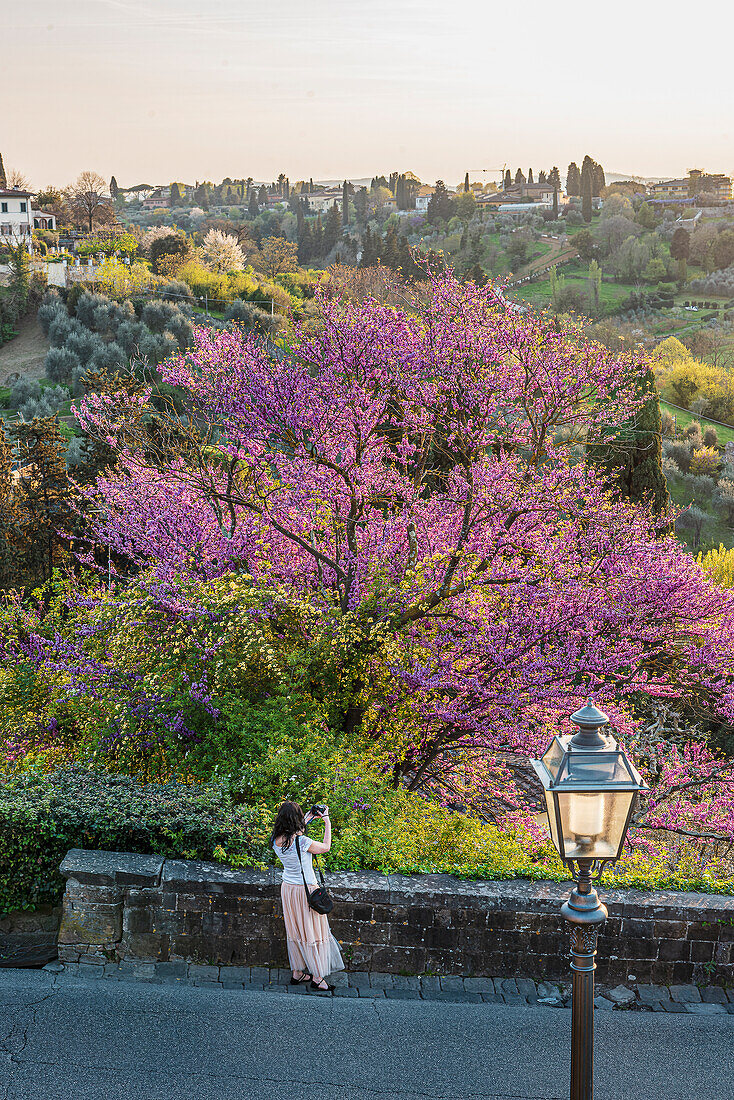Tree in bloom at the rose garden Giardino delle Rose, people photographing skyline, Florence city panorama from Piazzale Michelangelo, Tuscany, Italy, Europe