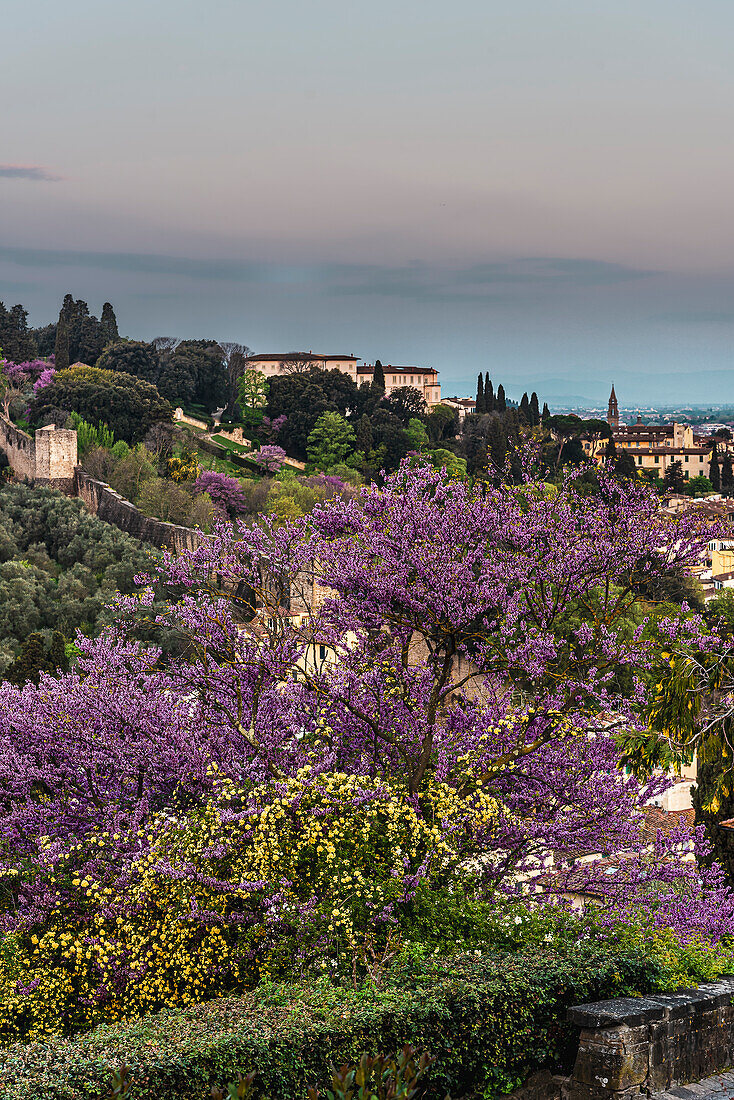 Trees in bloom at the rose garden Giardino delle Rose, Florence city panorama below from Piazzale Michelangelo, Tuscany, Italy, Europe