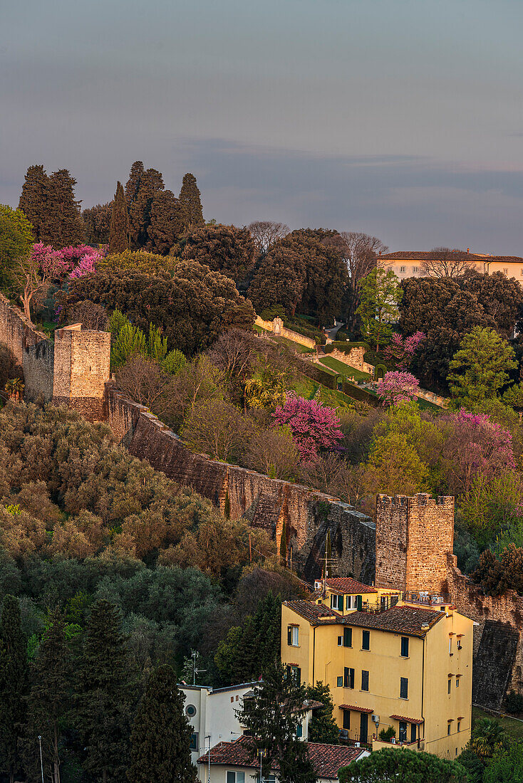 Trees in bloom at the rose garden Giardino delle Rose, Florence city panorama below from Piazzale Michelangelo, Tuscany, Italy, Europe