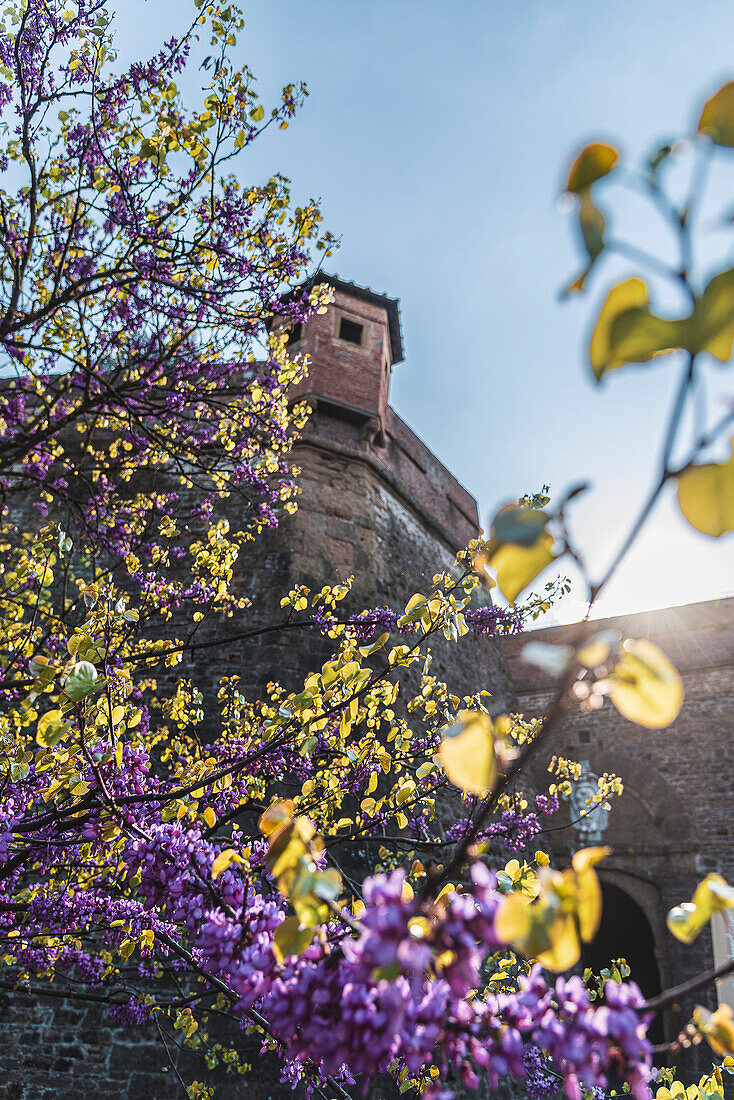 Baumblüte an der Mauer Festung Fort Belvedere, Florenz, Toskana, Italien, Europa