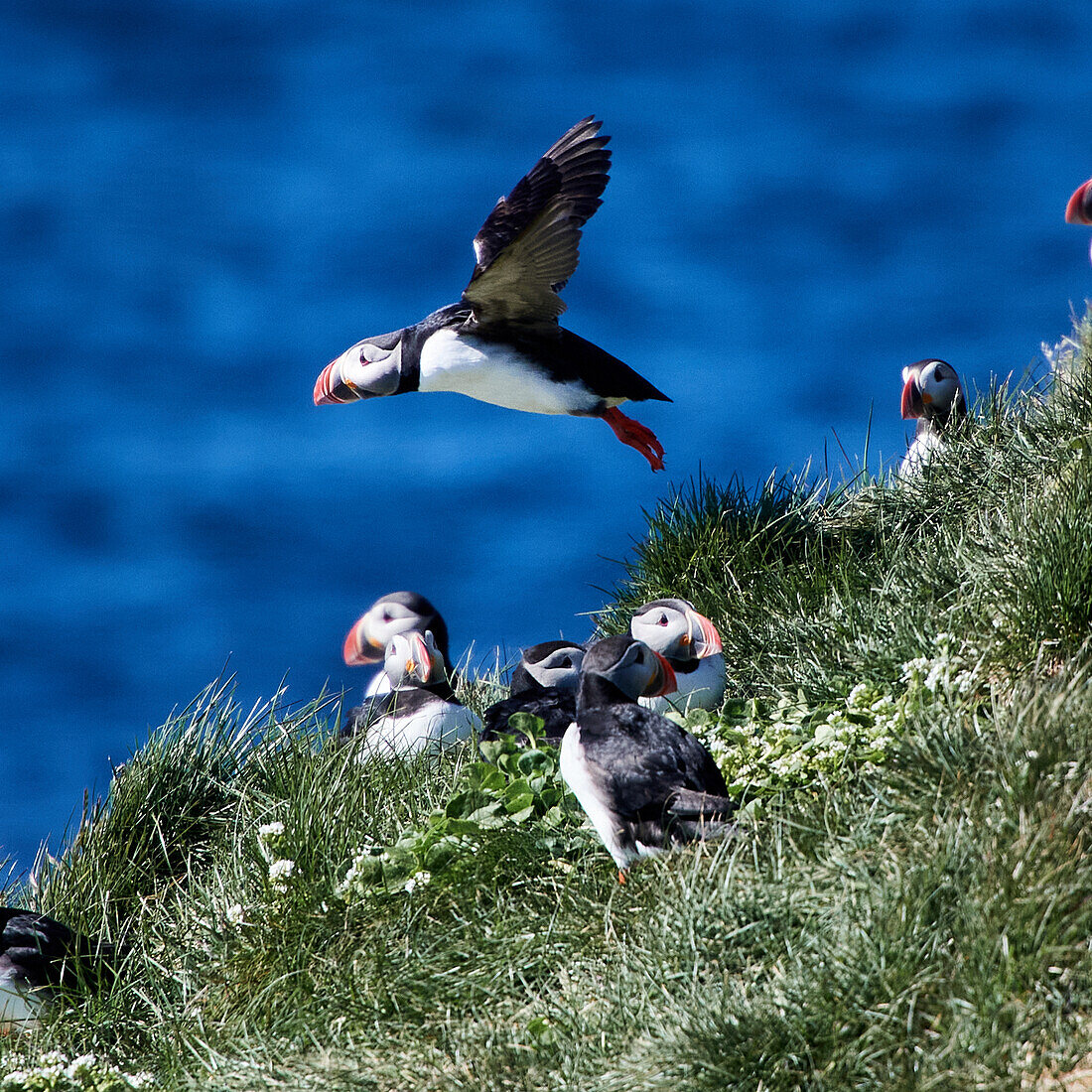 Puffin (puffin) on Grímsey, Iceland