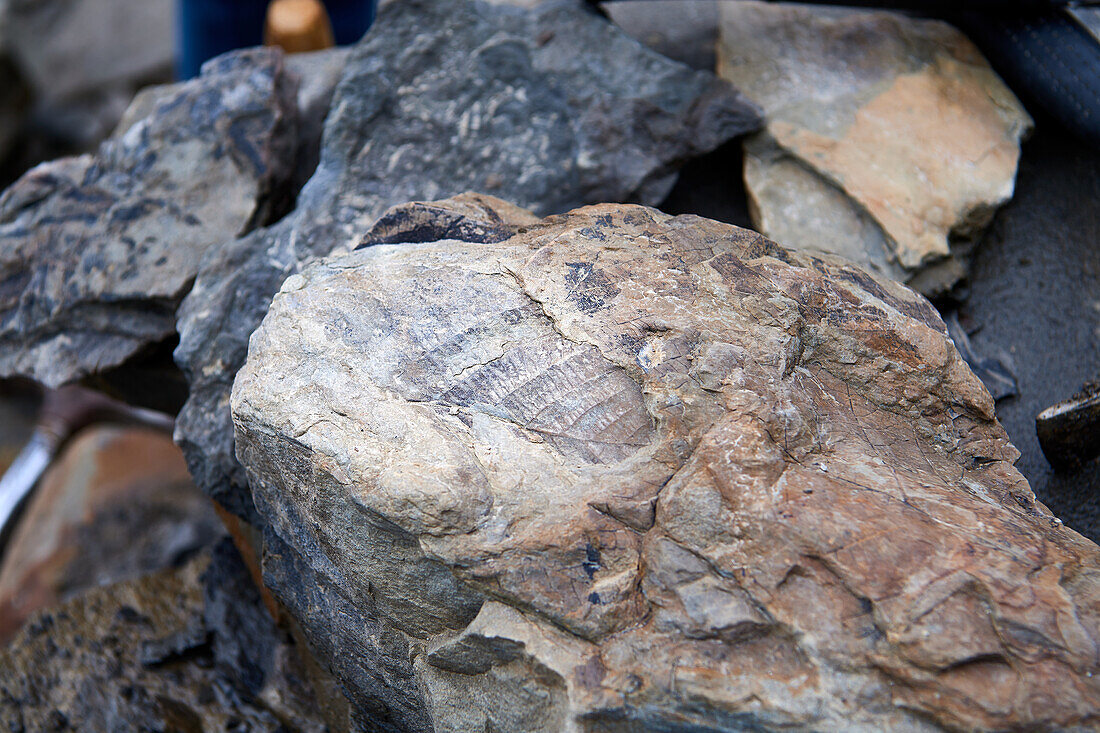 In search of fossils in the glaciers of Spitsbergen, Svalbard and Jan Mayen