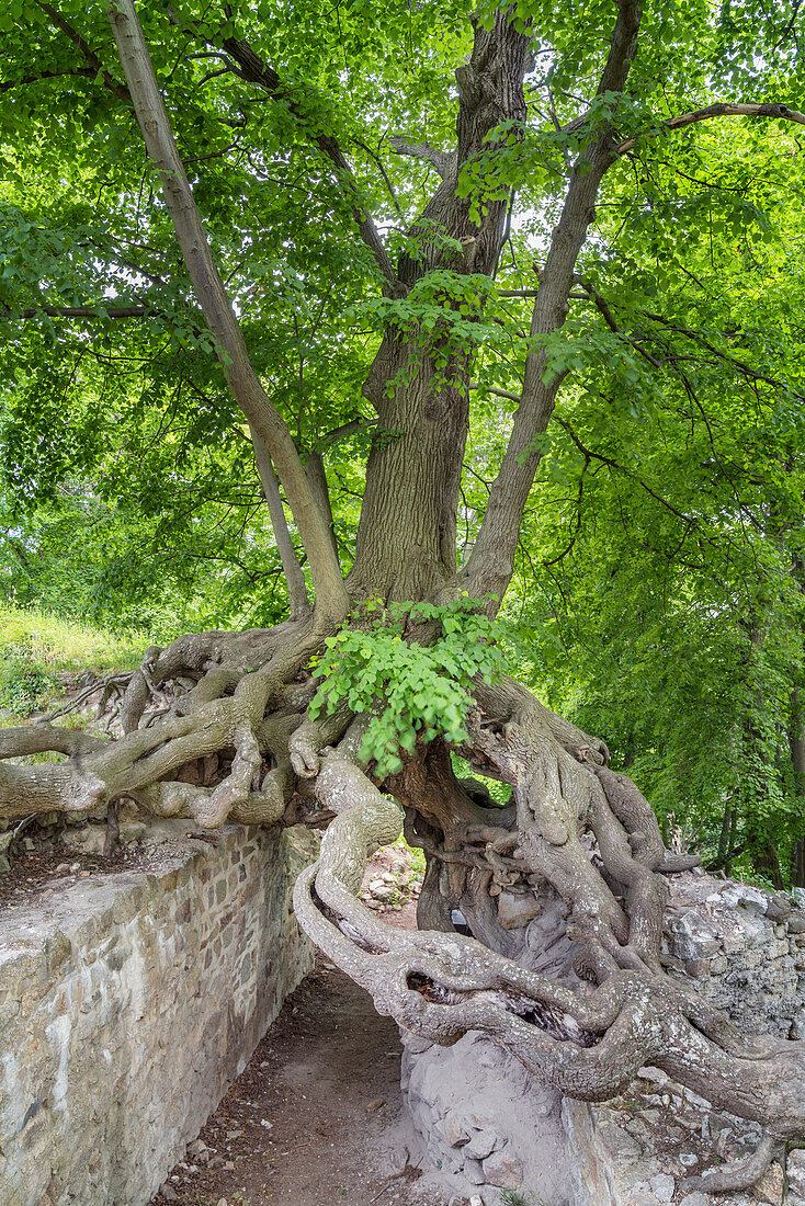 Lime tree at the archway of the Lauenburg castle ruins, Stecklenberg, Harz, Saxony-Anhalt, Germany