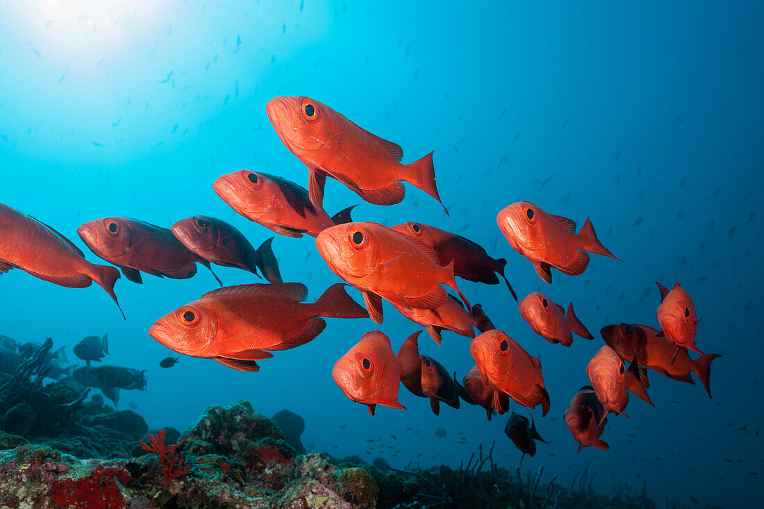 Schwarm Riff-Großaugen, Priacanthus hamrur, Nord Male Atoll, Indischer Ozean, Malediven