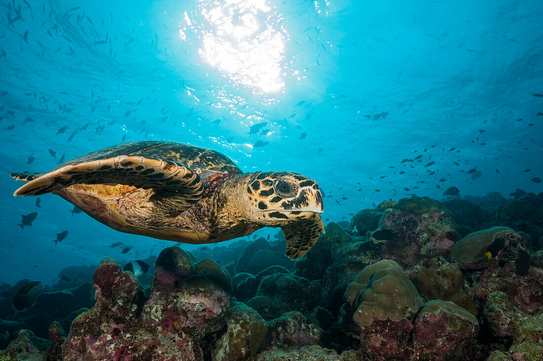 Echte Karettschildkröte, Eretmochelys imbricata, Felidhu Atoll, Indischer Ozean, Malediven