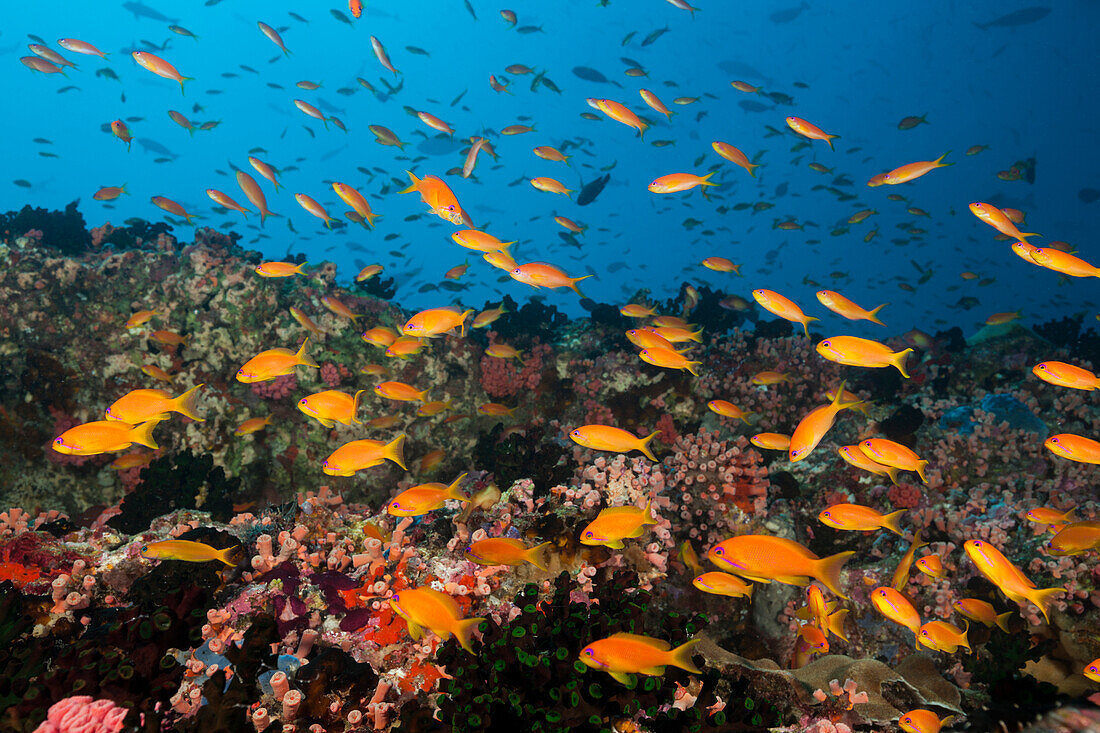 Buntes Korallenriff, Nord Male Atoll, Indischer Ozean, Malediven