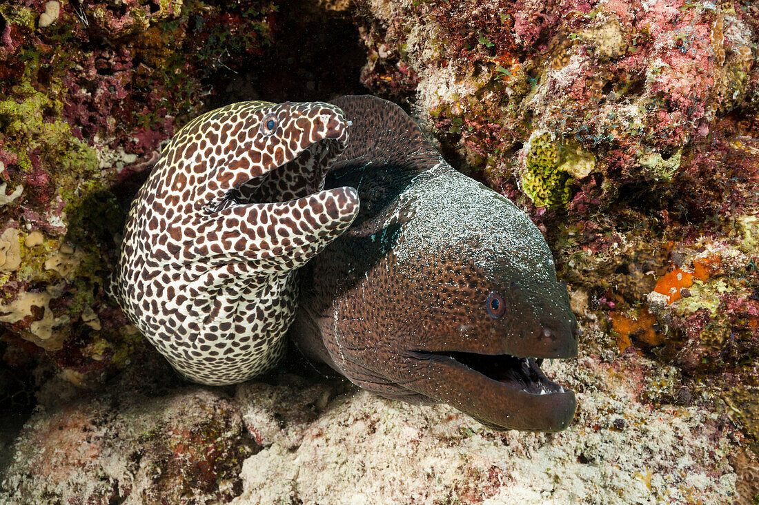 Grosse Netzmuräne und Riesenmuräne, Gymnothorax favagineus, Gymnothorax javanicus, Nord Male Atoll, Indischer Ozean, Malediven