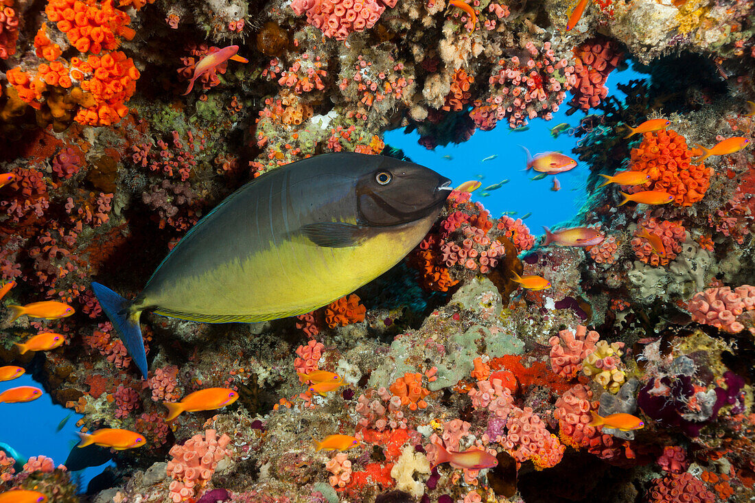 Blauschwanz-Nasendoktorfische, Naso Hexacanthus, Nord Male Atoll, Indischer Ozean, Malediven