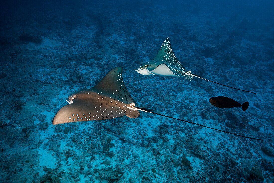 Gruppe Adlerrochen, Aetobatus narinari, Felidhu Atoll, Indischer Ozean, Malediven