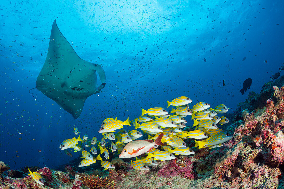 Reef Manta, Manta alfredi, North Ari Atoll, Indian Ocean, Maldives