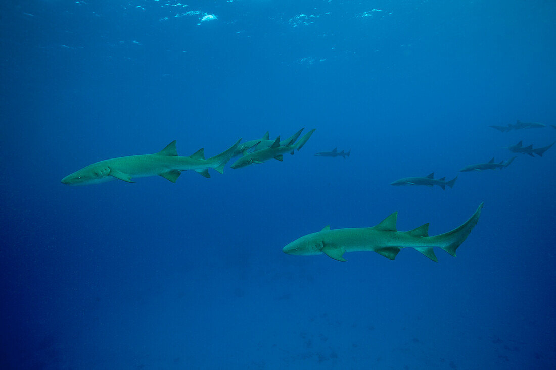 Ammenhaie, Nebrius ferrugineus, Felidhu Atoll, Indischer Ozean, Malediven