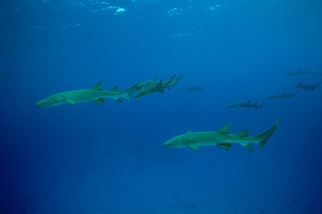 Nurse Sharks, Nebrius ferrugineus, Felidhu Atoll, Indian Ocean, Maldives