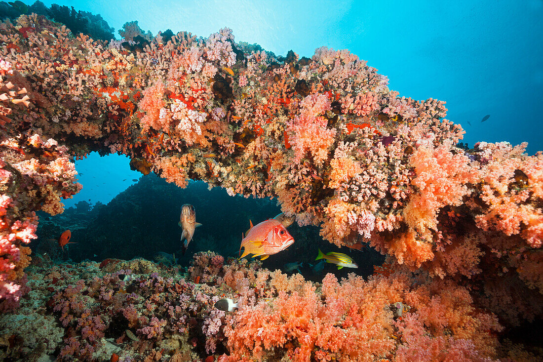 Colorful Coral Reef, North Male Atoll, Indian Ocean, Maldives