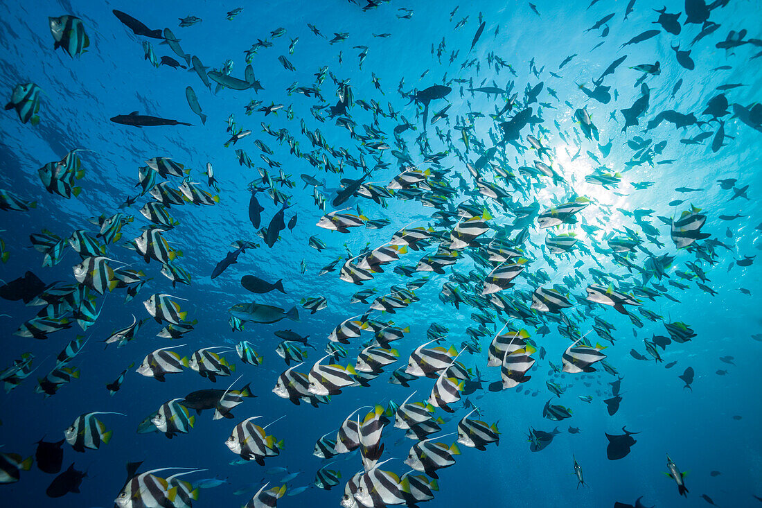 Shoal of Bannerfish, Heniochus diphreutes, North Male Atoll, Indian Ocean, Maldives