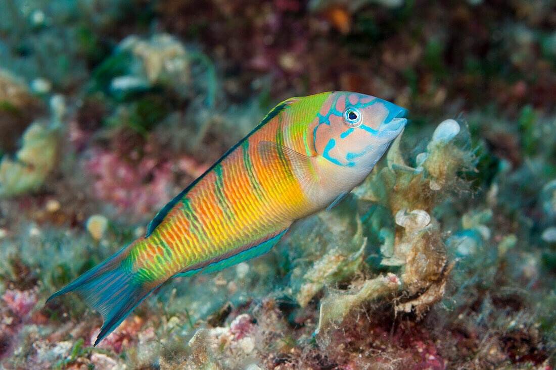 Meerpfau Weibchen, Thalassoma pavo, Insel Vis, Mittelmeer, Kroatien