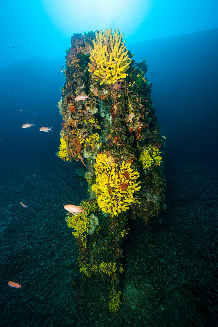 Gold sponge on Vassillios T wreck, Verongia aerophoba, Vis island, Mediterranean Sea, Croatia