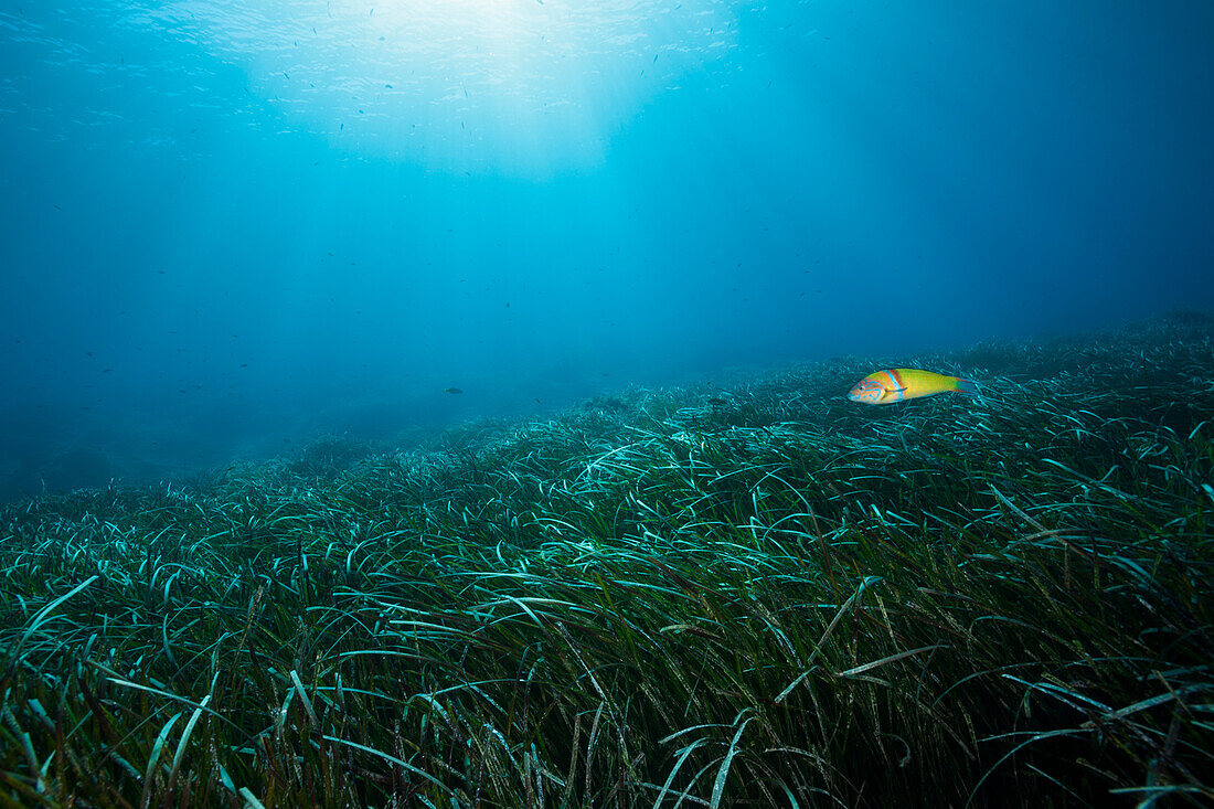 Ecosystem Seagrass meadow, Vis island, Mediterranean Sea, Croatia