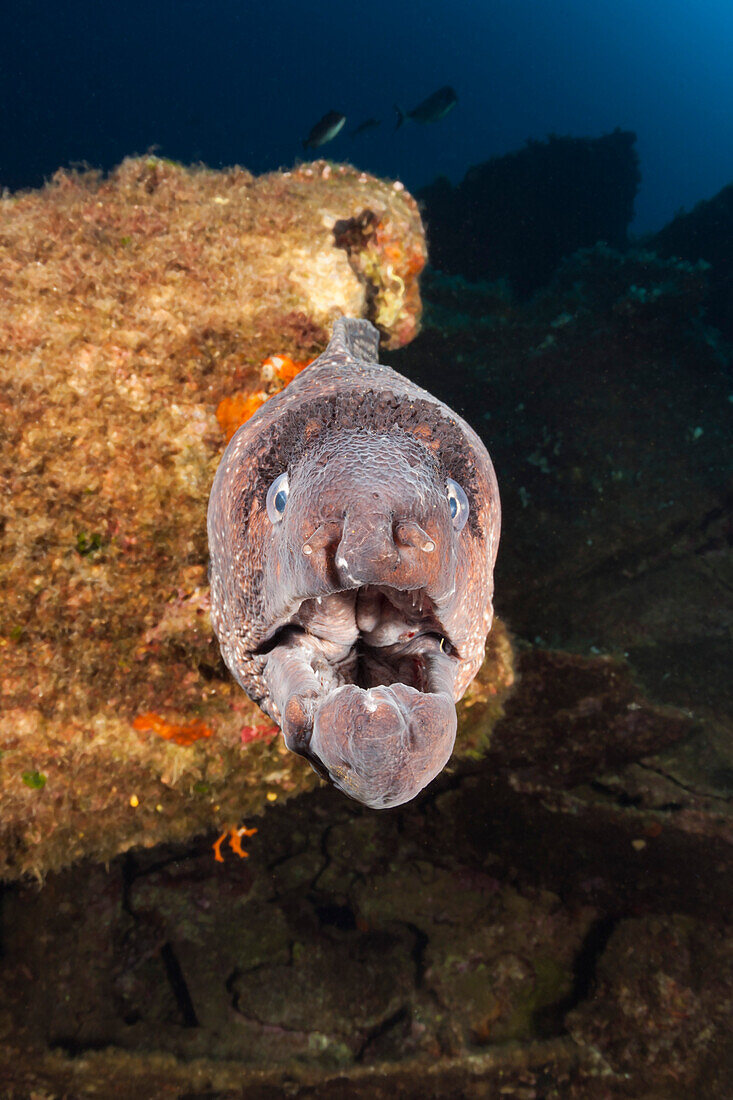 Brown moray at Teti wreck, Gymnothorax unicolor, Vis island, Mediterranean Sea, Croatia