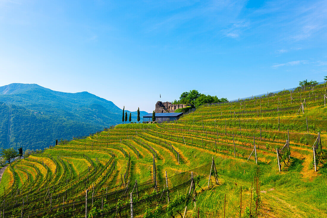 Castle and Vineyard with Mountain View in a Sunny Summer Day in Morcote, Ticino, Switzerland.