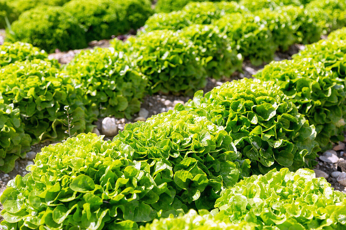 Salatanbau mit Lollo Bionda im Vilstal … – Bild kaufen – 71394932 ...