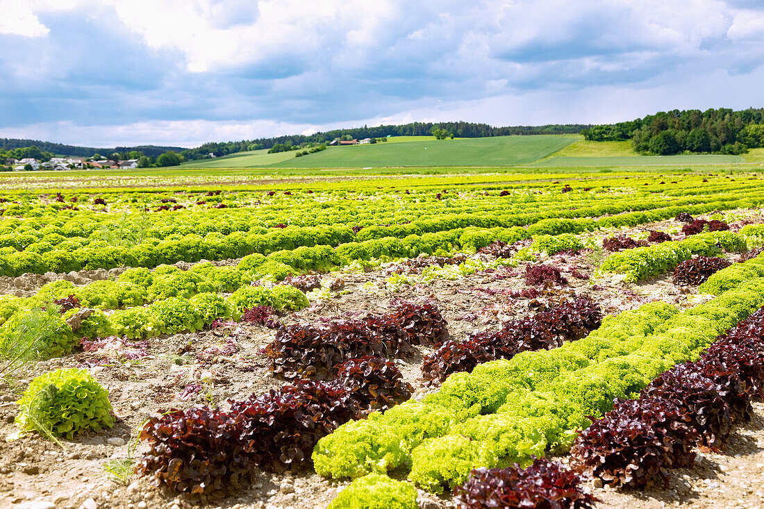 Salatanbau mit Lollo Rosso, Lollo Bionda und Eichblattsalat im Vilstal bei Mettenhausen im Landkreis Dingolfing-Landau in Niederbayern, Bayern, Deutschland