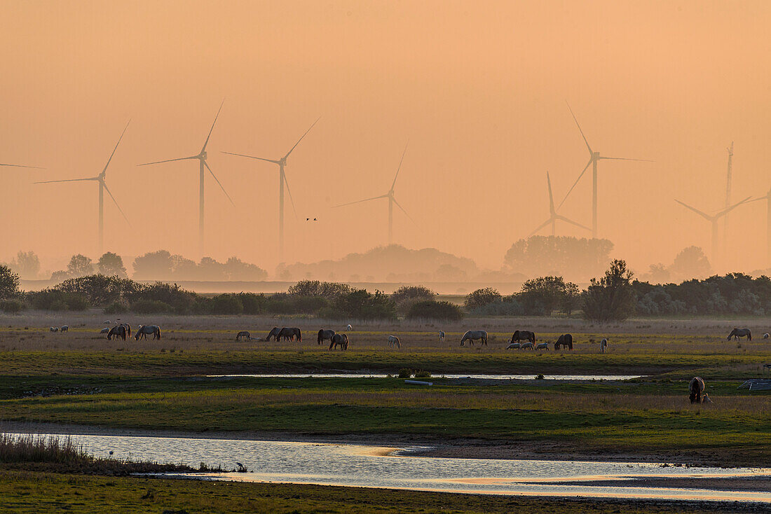 Speicherkoog, Das Konik (aus dem Polnischen: Pferdchen, kleines Pferd) ist eine Ponyrasse aus osteuropäischen Raum, Meldorf, Dithmarschen, Nordseeküste, Schleswig Holstein, Deutschland, Europa