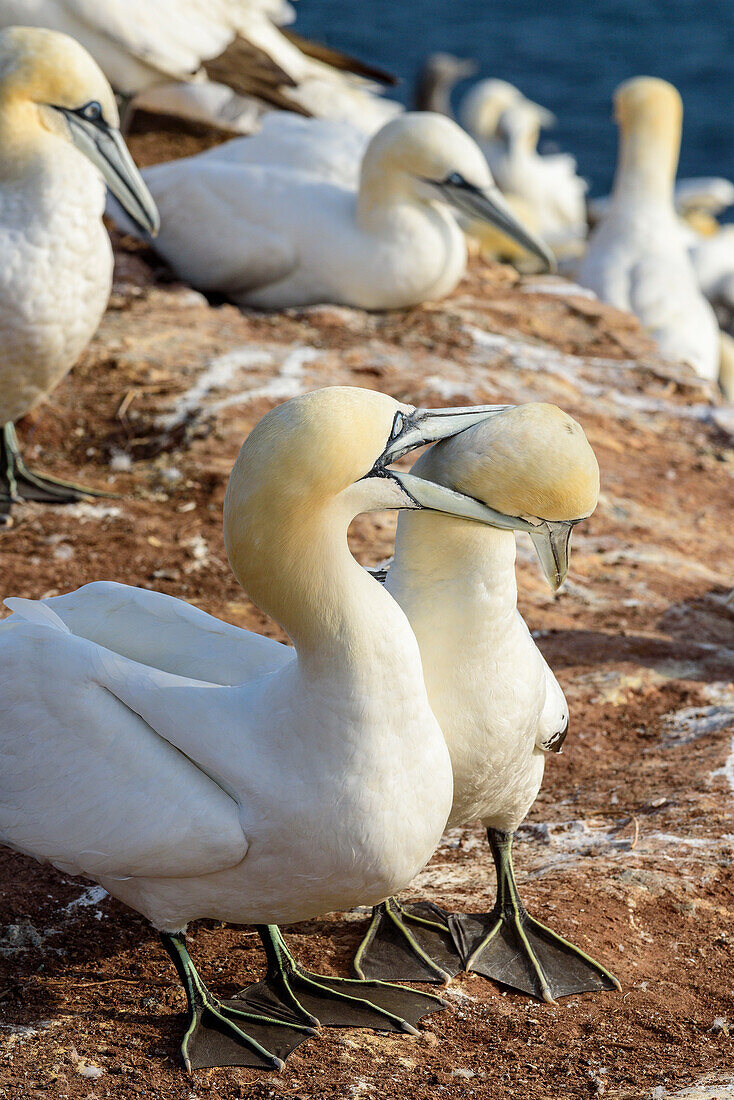 Basstölpel am Oberland, Helgoland, Nordsee, Nordseeküste, Deutsche Bucht, Schleswig Holstein, Deutschland, Europa