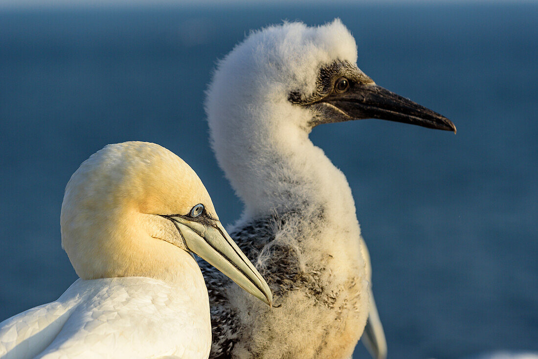 Northern gannets at the Oberland, Heligoland, North Sea, North Sea coast, German, bay, Schleswig Holstein, Germany, Europe,