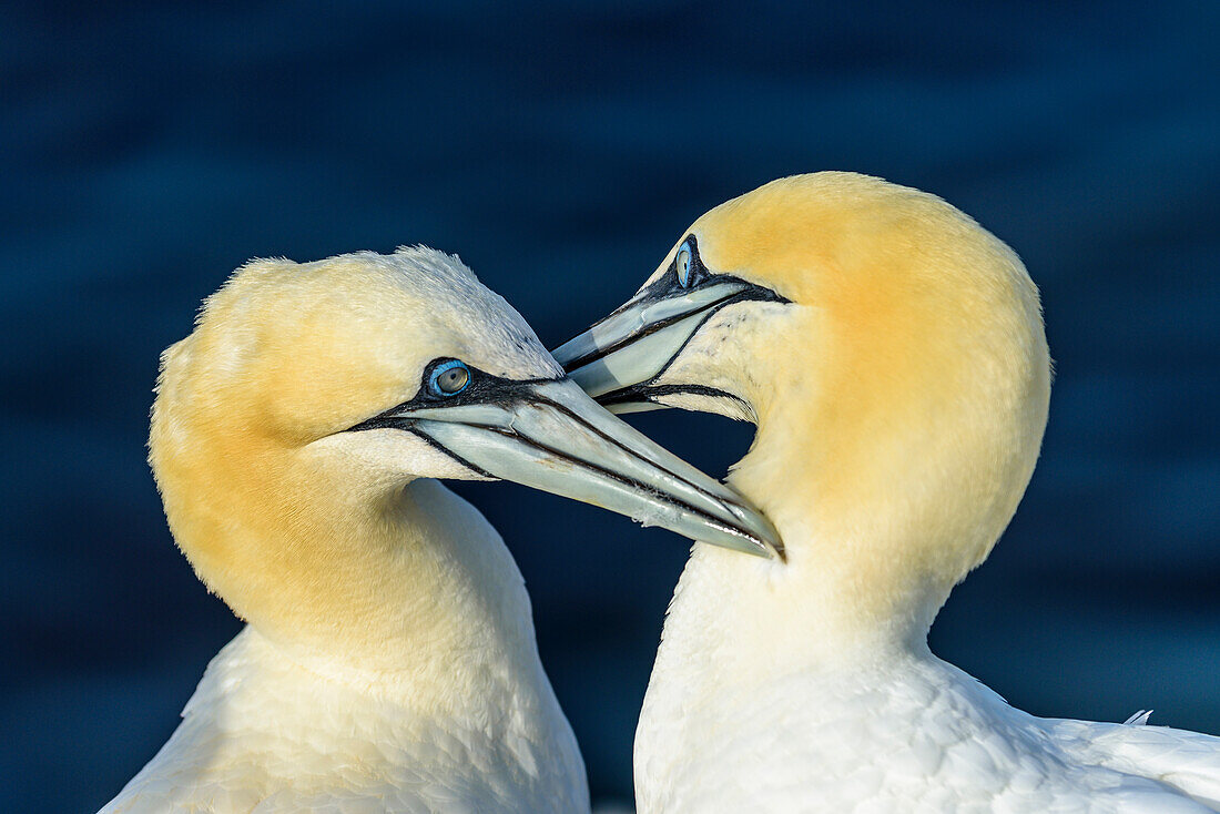 Northern gannets at the Oberland, Heligoland, North Sea, North Sea coast, German, bay, Schleswig Holstein, Germany, Europe,