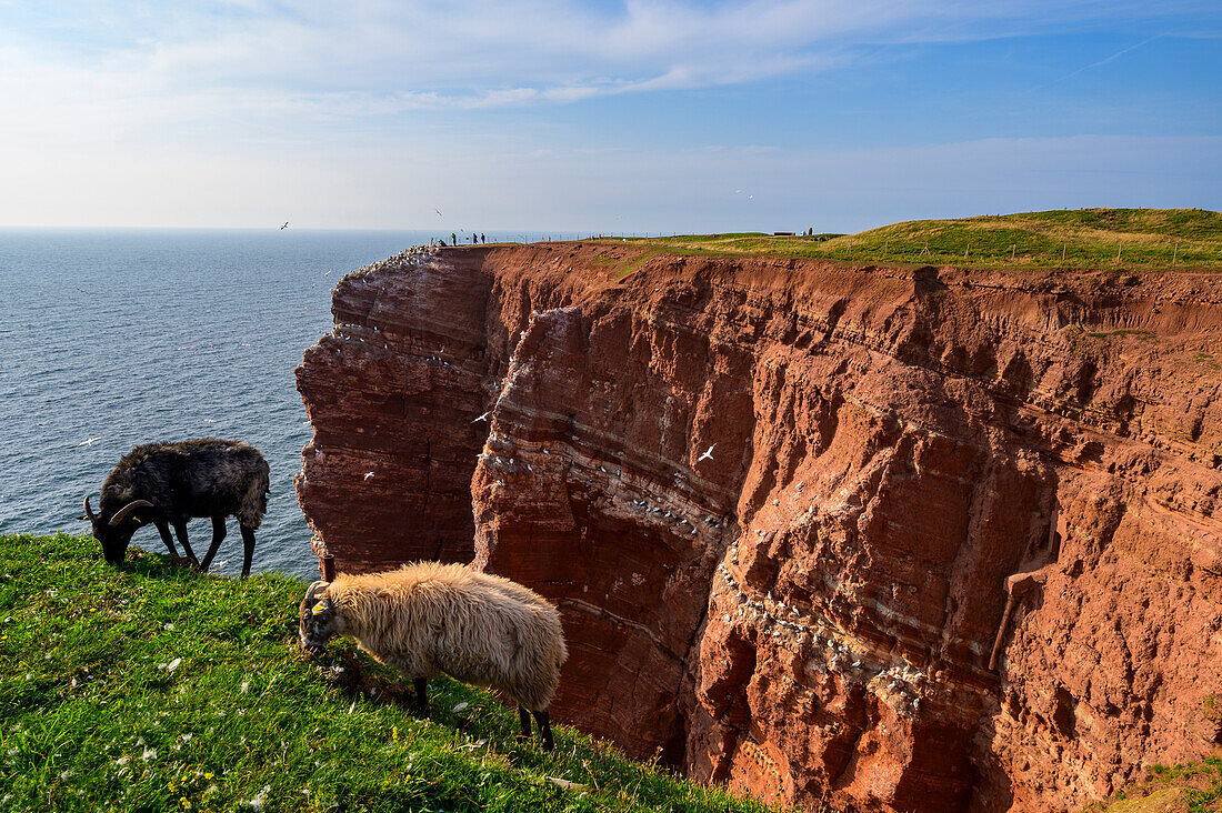 Landscape with sheep of the Oberland, Helgoland, North Sea, North Sea Coast, German Bay, Schleswig Holstein, Germany, Europe,