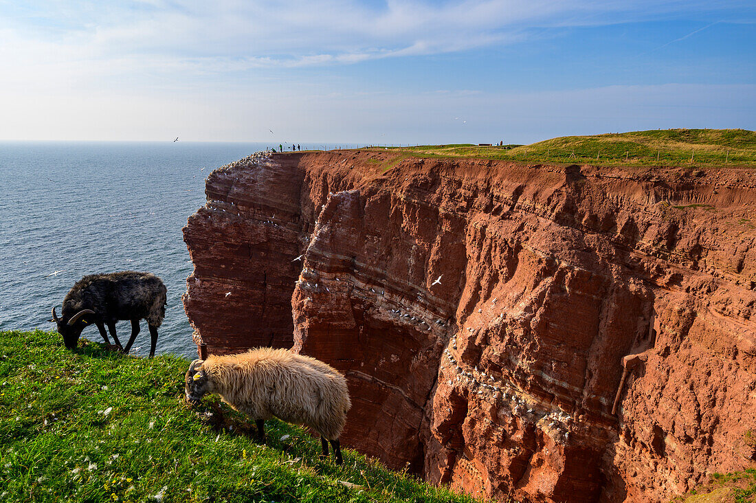 Landschaft mit Schafen des Oberlandes, Helgoland, Nordsee, Nordseeküste, Deutsche Bucht, Schleswig Holstein, Deutschland, Europa,