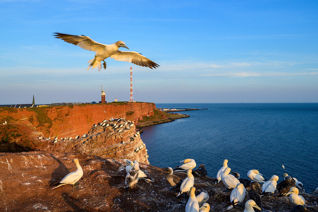 Basstölpel am Oberland, Helgoland, Nordsee, Nordseeküste, Deutsche Bucht, Schleswig Holstein, Deutschland, Europa,