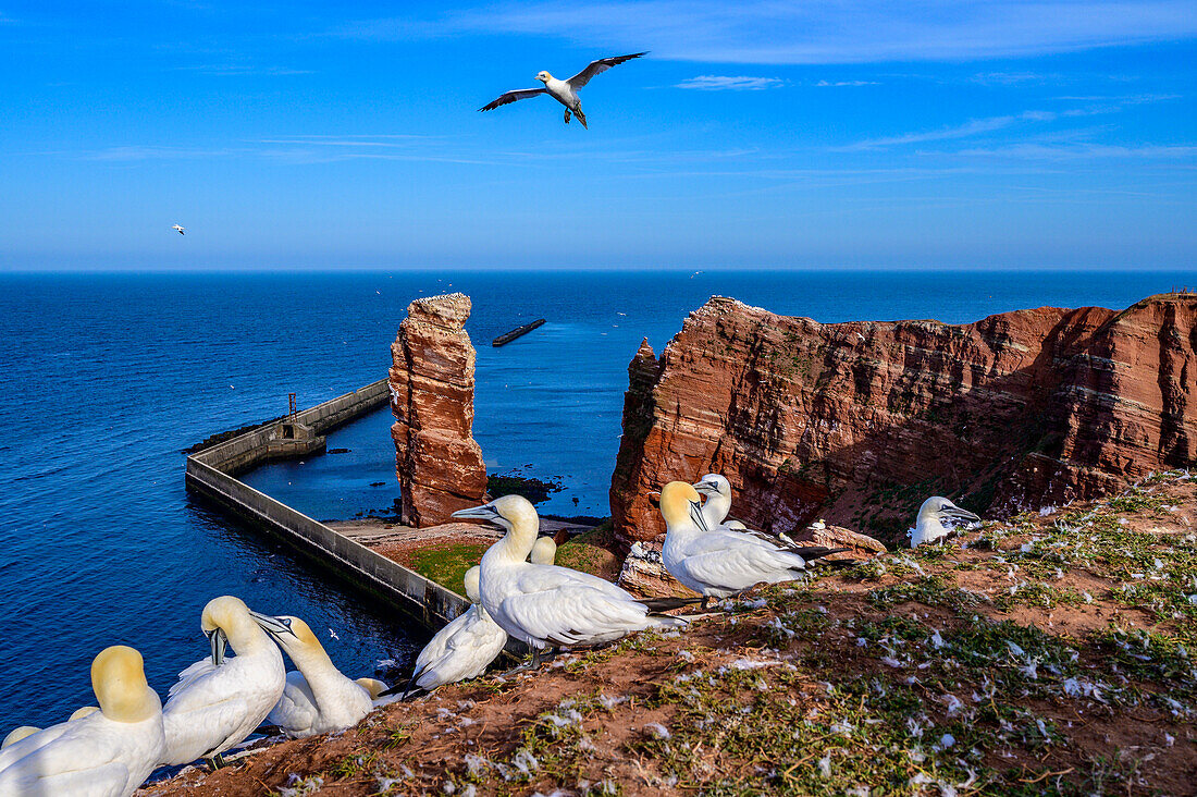 Northern gannets on the Lange Anna. Helgoland, North Sea, North Sea Coast, German, Bay, Schleswig Holstein, Germany, Europe,