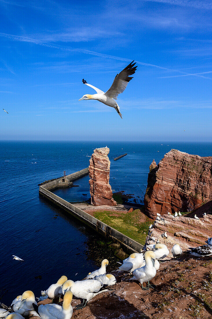 Basstölpe an der Lange Anna. Helgoland, Nordsee, Nordseeküste, Deutsche Bucht, Schleswig Holstein, Deutschland, Europa