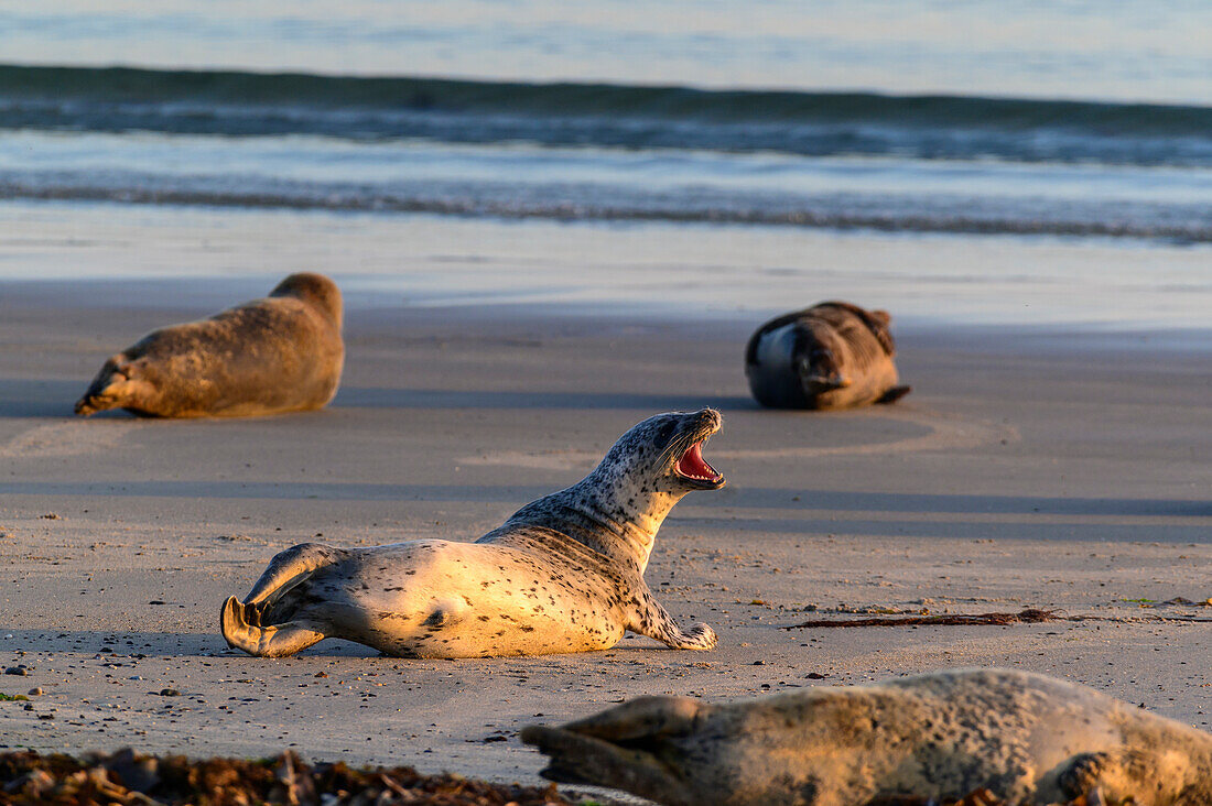 Düne/Badedüne, side island of Heligoland, south beach, common seals and gray seals like to visit the beaches of Duene, Heligoland, North Sea, North Sea coast, German bay, Schleswig Holstein, Germany, Europe,