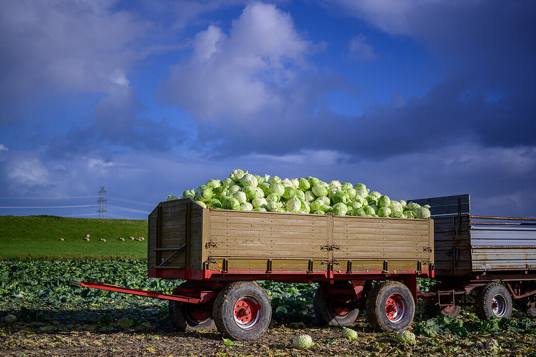 Cabbage cultivation/harvesting, Dithmarschen, North Sea Coast, Schleswig Holstein, Germany, Europe
