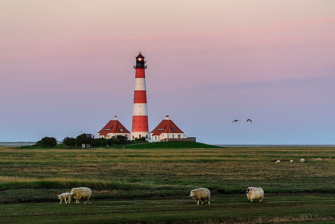 Sheep in front of the Westerheversand lighthouse, Eiderstedt peninsula, North Friesland, North Sea coast, Schleswig Holstein, Germany, Europe